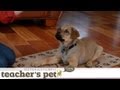 Teach a Puppy to Lie Down | Teacher's Pet With Victoria Stilwell