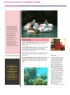 Feature Sweet Jamaica - Page 2